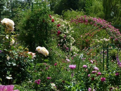 Retki Givernyyn 2015-04