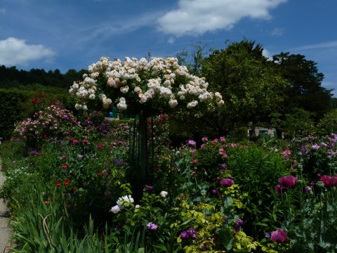 Retki Givernyyn 2015-06