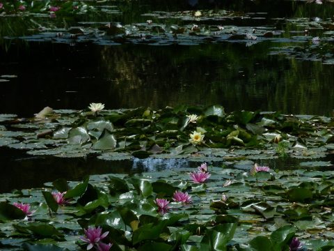 Retki Givernyyn 2015-12