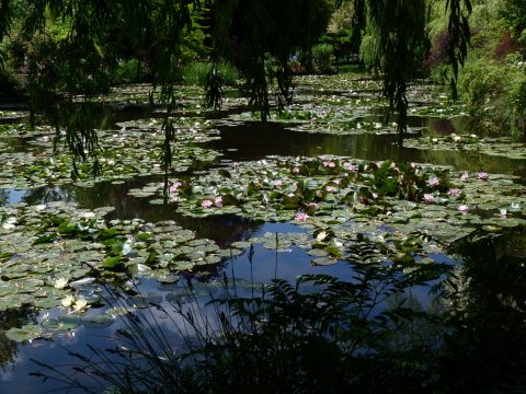 Retki Givernyyn 2015-13
