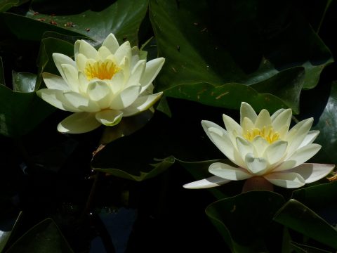 Retki Givernyyn 2015-18