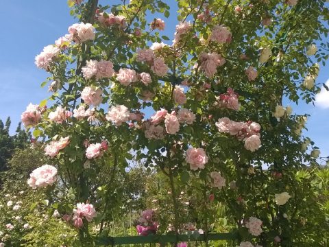 Retki Givernyyn 2015-50